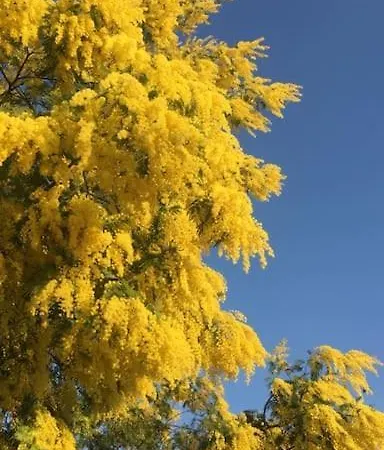 Petit Lupin De L'estuaire * Saint-Nazaire-sur-Charente