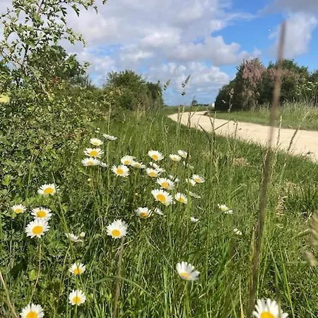 Petit Lupin De L'estuaire Saint-Nazaire-sur-Charente