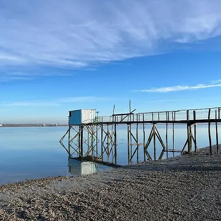 Petit Lupin De L'estuaire