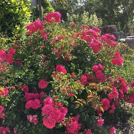 Petit Lupin De L'estuaire *