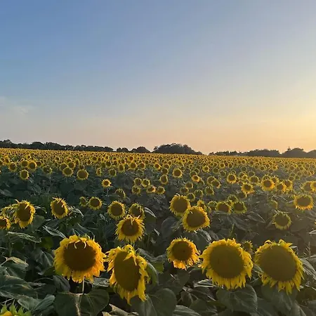 Petit Lupin De L'estuaire *