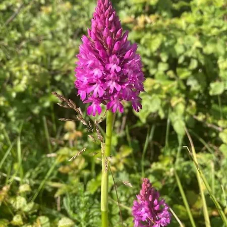 Petit Lupin De L'estuaire * Saint-Nazaire-sur-Charente