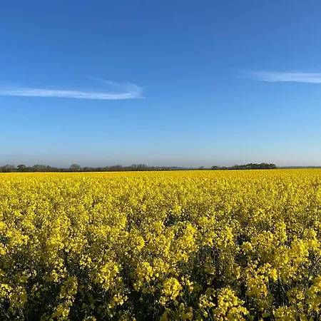 Petit Lupin De L'estuaire *