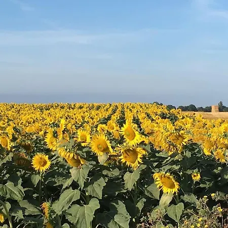 Lejlighed Petit Lupin De L'estuaire Saint-Nazaire-sur-Charente